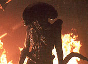 alien06.jpg (8610 byte)